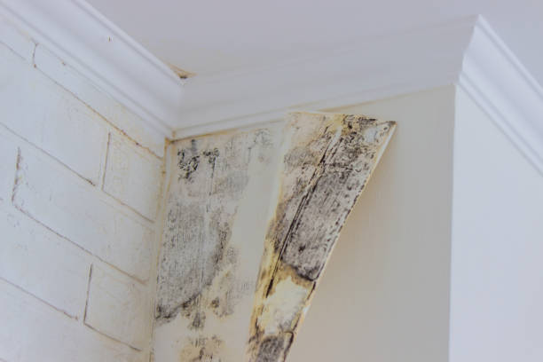 Why You Should Choose Our Mold Remediation Services in Blaine, TN